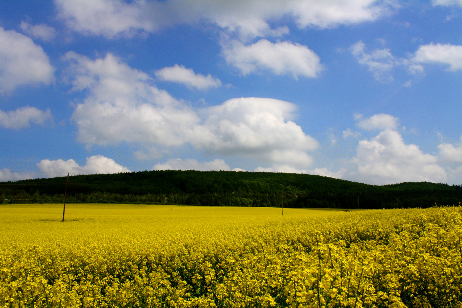 Rapsfeld bei Wien