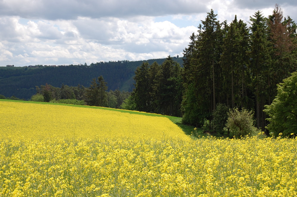 Rapsfeld bei Ziegenrück 3