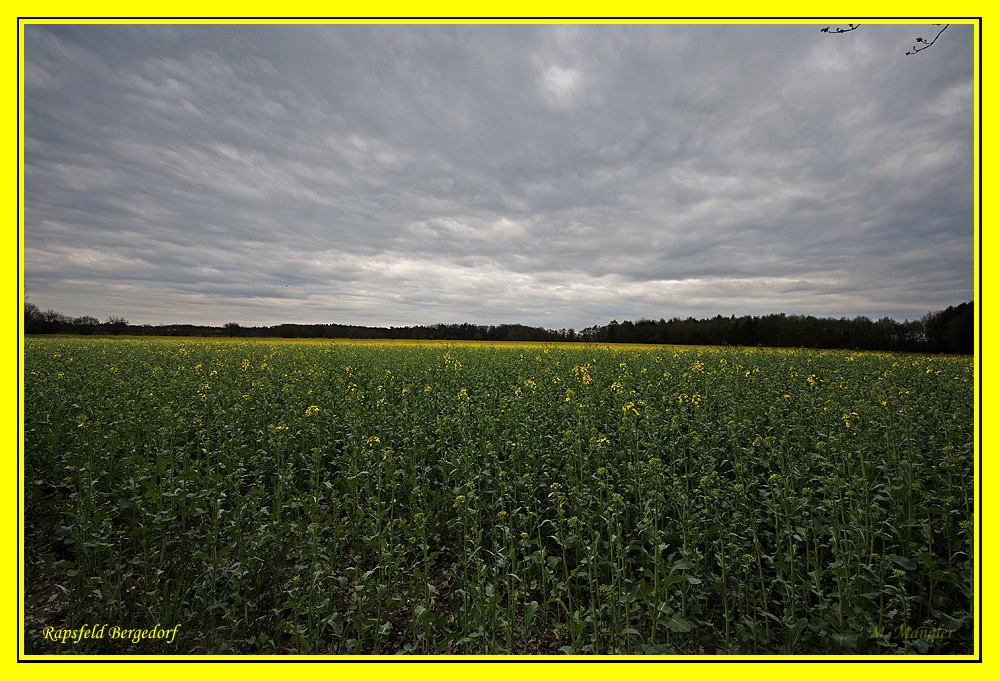 Rapsfeld Bergedorf