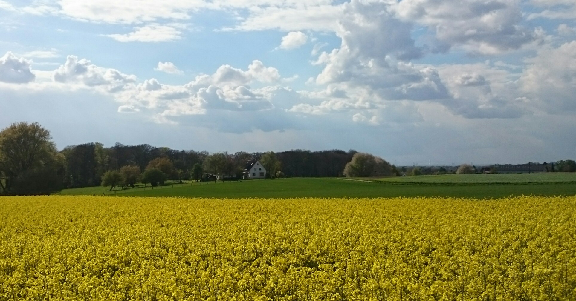 Rapsfeld