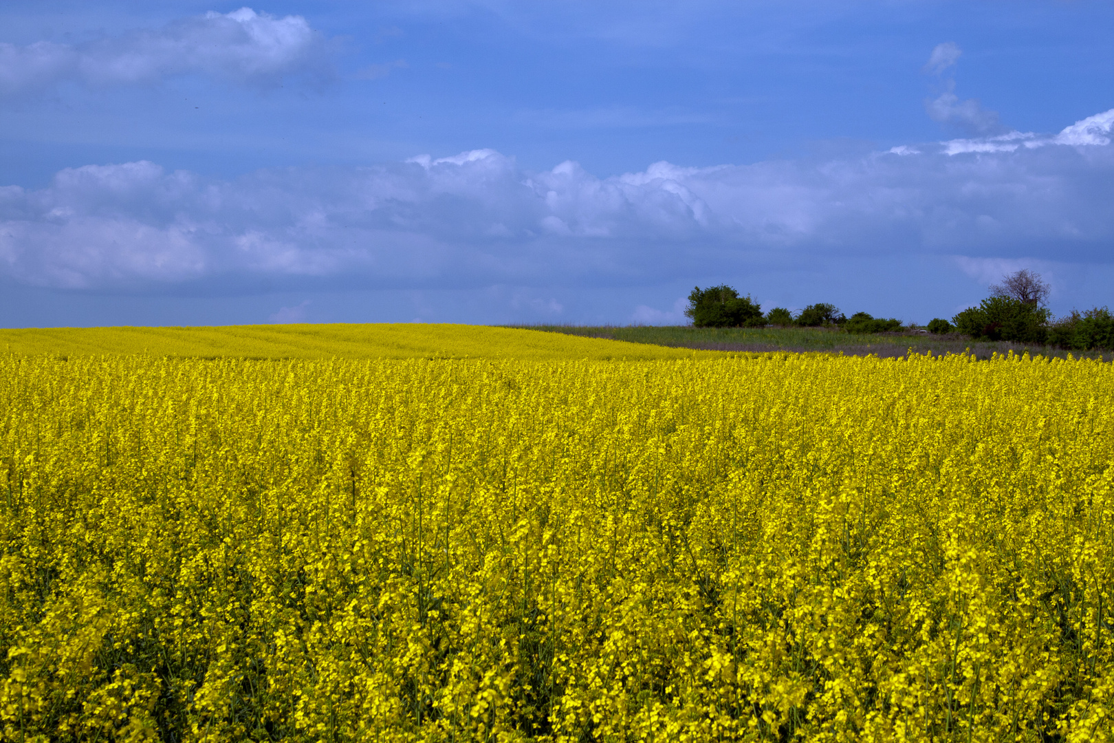 Rapsfeld