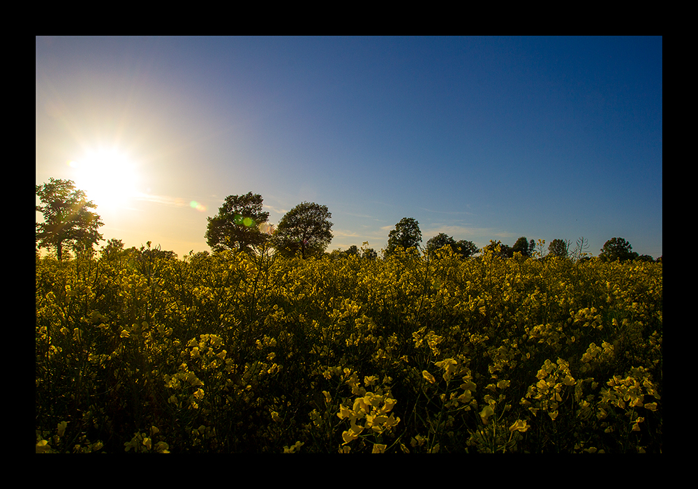 Rapsfeld