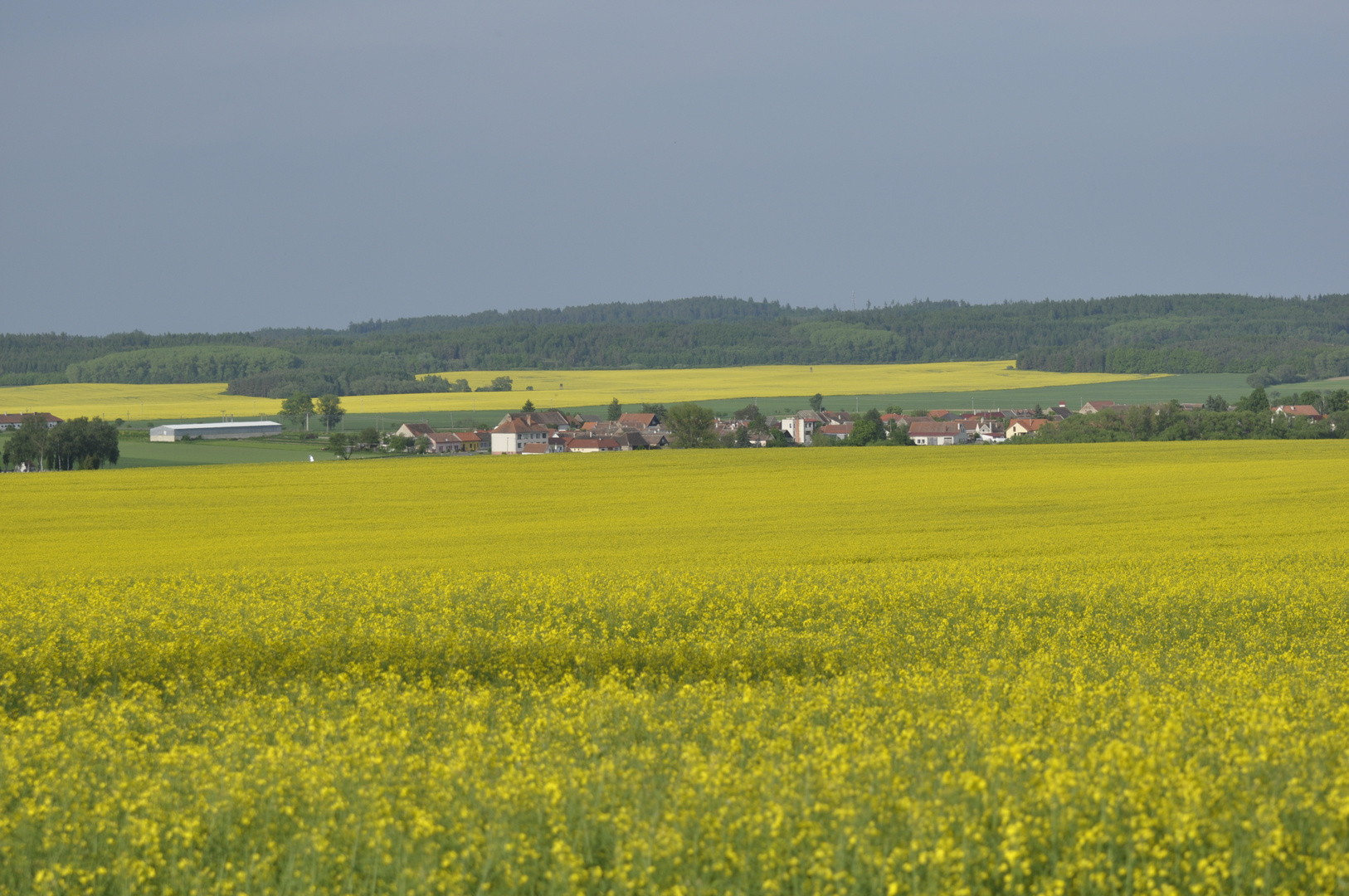 Rapsfeld -Campi nell rapso