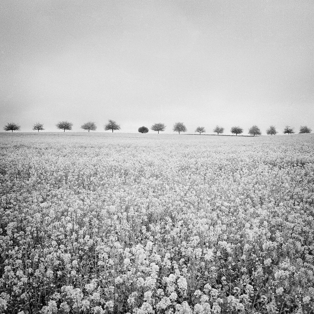 Rapsfeld / Canola Field