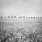 Rapsfeld / Canola Field