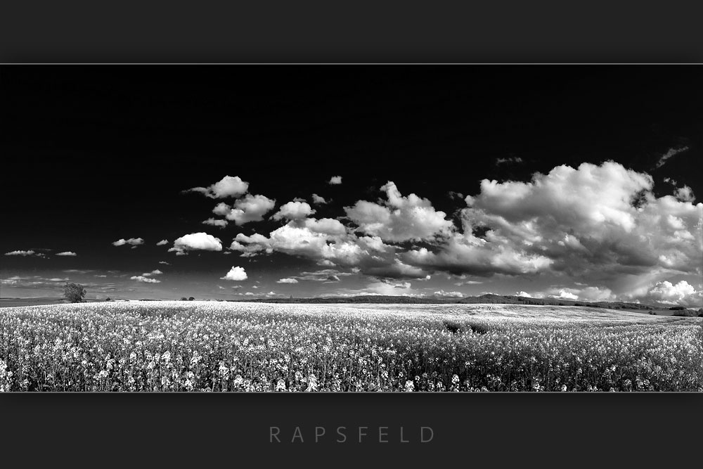 Rapsfeld