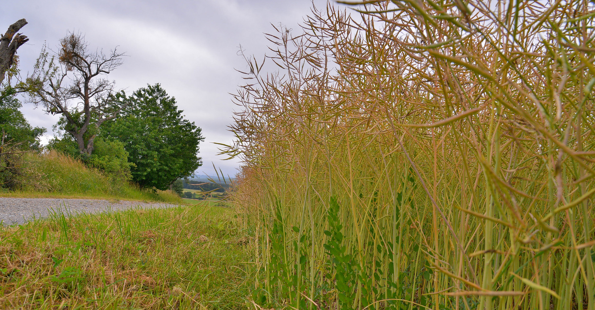 Rapsfeld (colza)