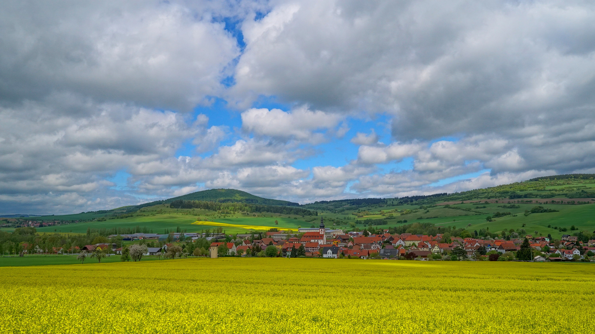 Rapsfeld (colza)