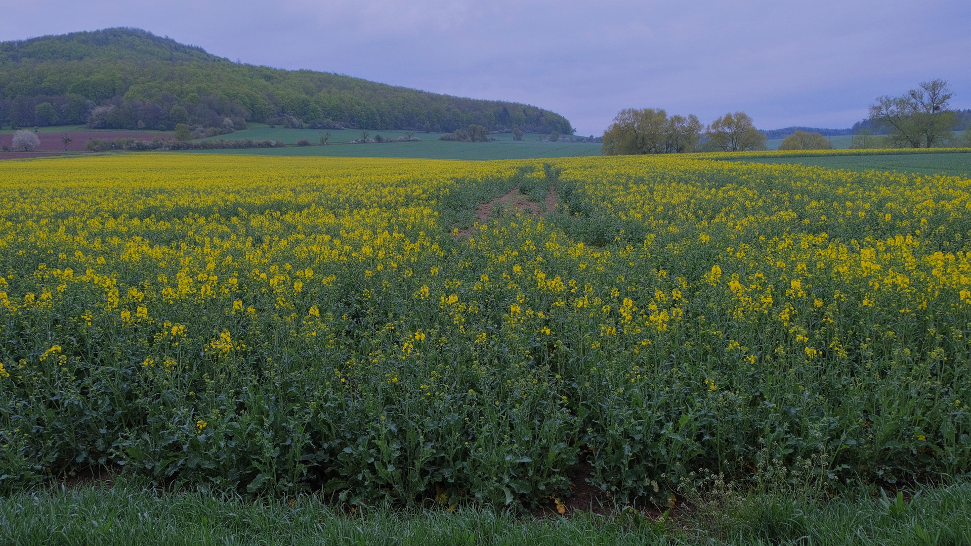 Rapsfeld (colza)