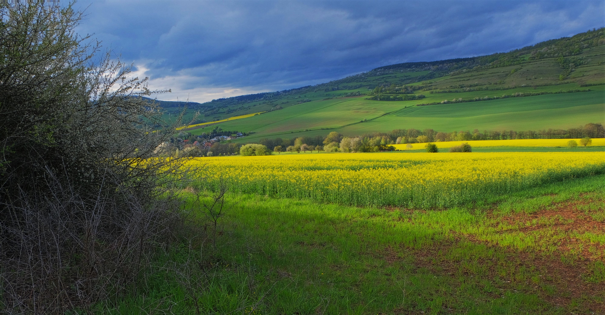 Rapsfeld (colza)