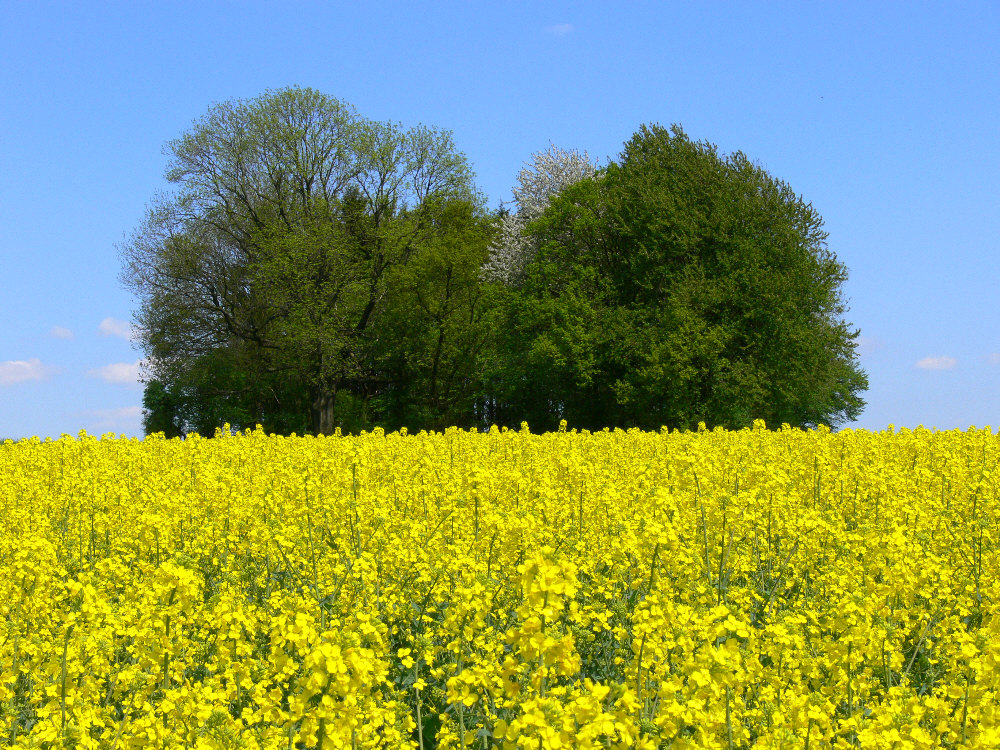 Rapsfeld