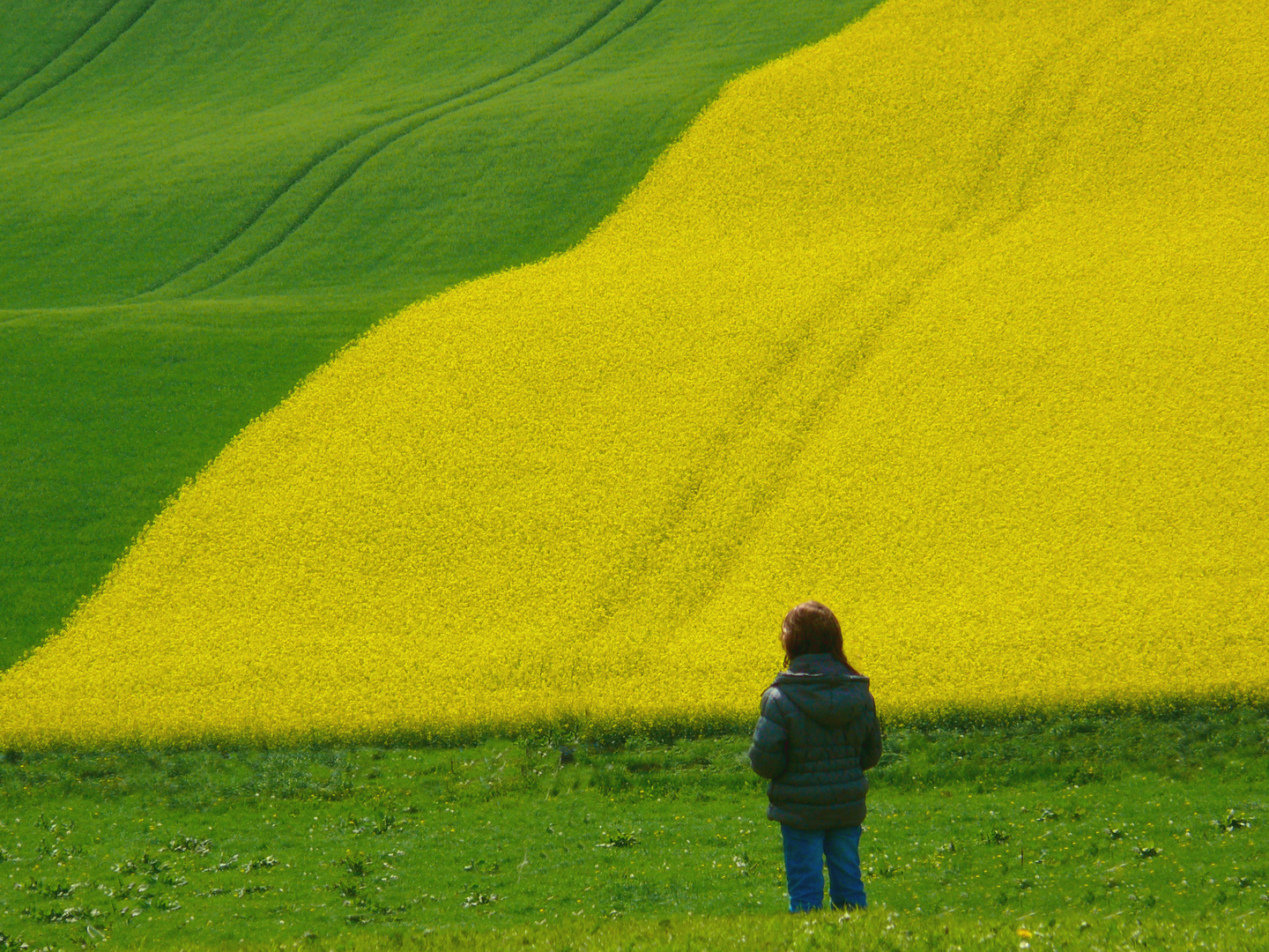 Rapsfeld