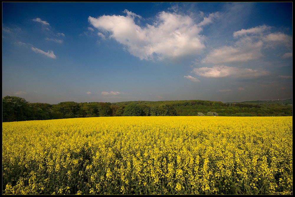 Rapsfeld