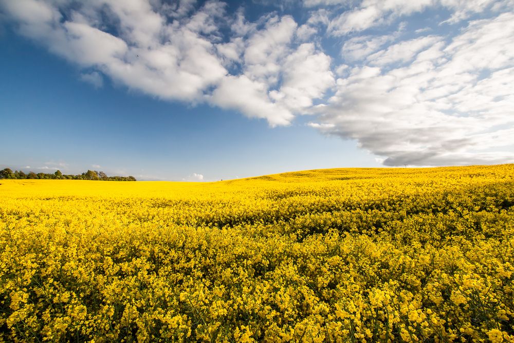 Rapsfeld , das tausendste .. von photography71