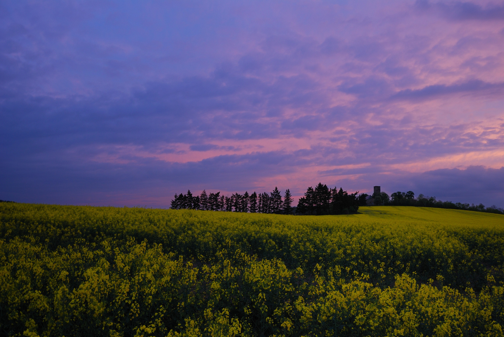 Rapsfeld