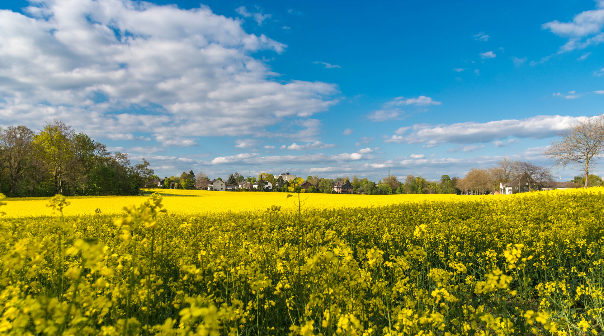 Rapsfeld 