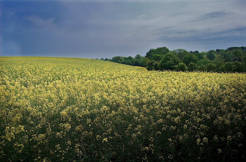 Rapsfeld