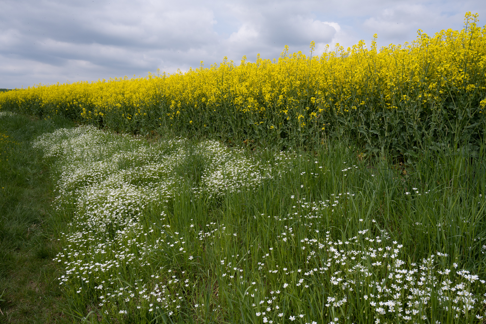 Rapsfeld