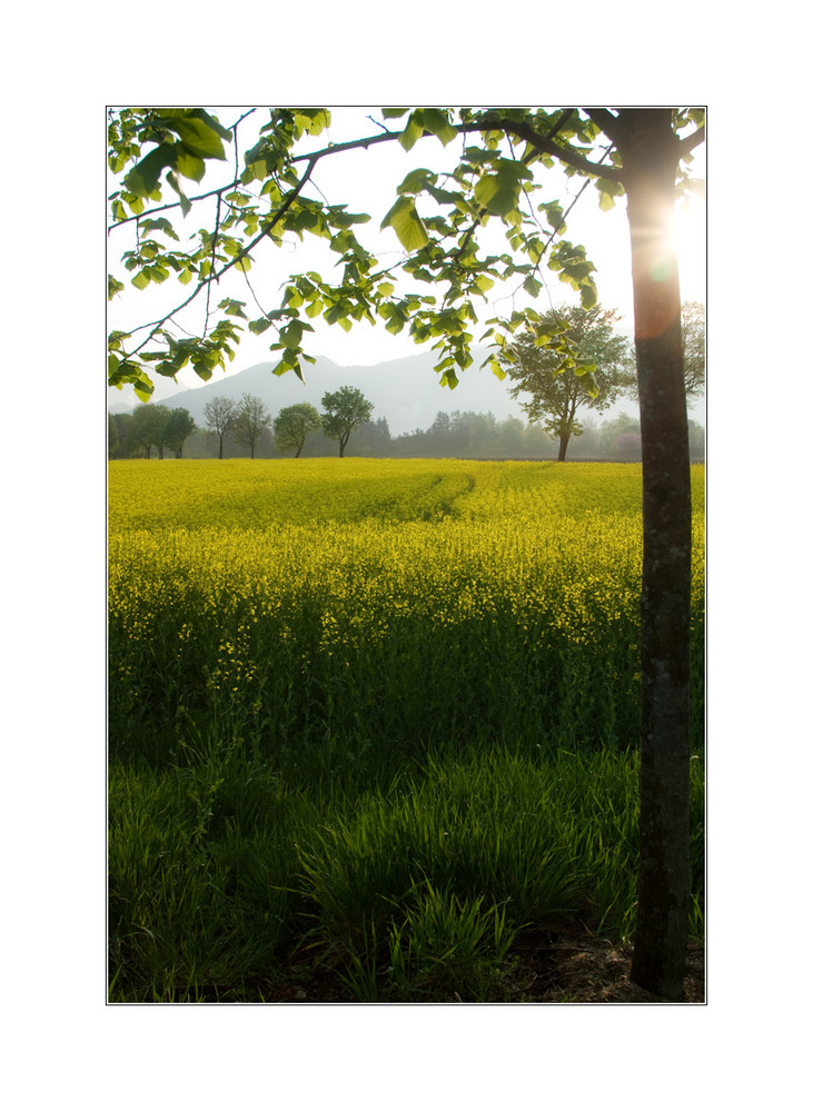 Rapsfeld früh am Morgen