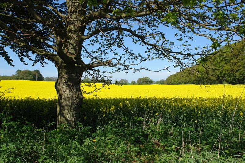 Rapsfeld hinter Baum