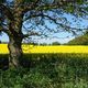 Rapsfeld hinter Baum