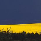 Rapsfeld im Abendlicht