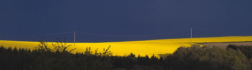 Rapsfeld im Abendlicht