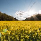 Rapsfeld im Abendlicht