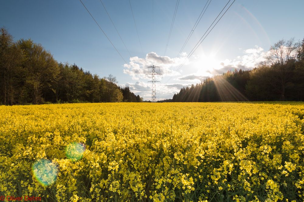 Rapsfeld im Abendlicht