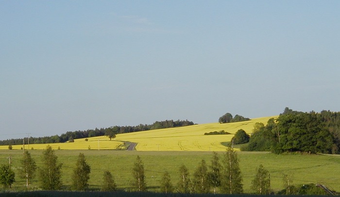 Rapsfeld im Abendlicht