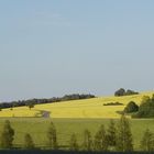 Rapsfeld im Abendlicht