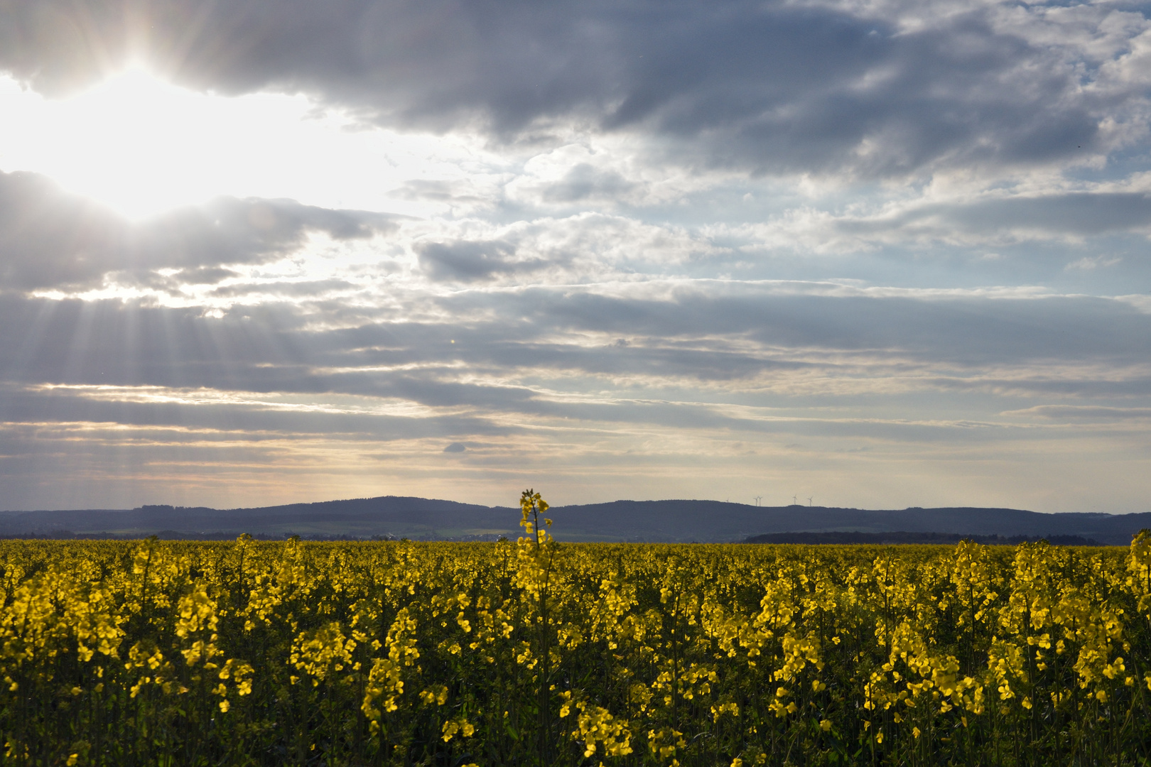 Rapsfeld im Abendlicht 