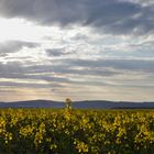 Rapsfeld im Abendlicht 