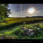 Rapsfeld im Abendlicht