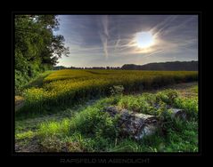 Rapsfeld im Abendlicht