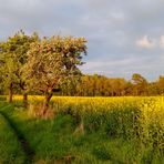 Rapsfeld im Abendlicht 