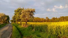 Rapsfeld im Abendlicht 