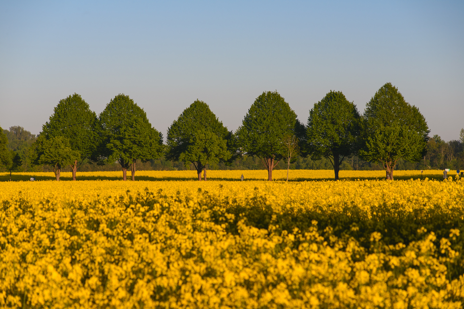 [ Rapsfeld im Abendlicht ]