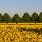 [ Rapsfeld im Abendlicht ]