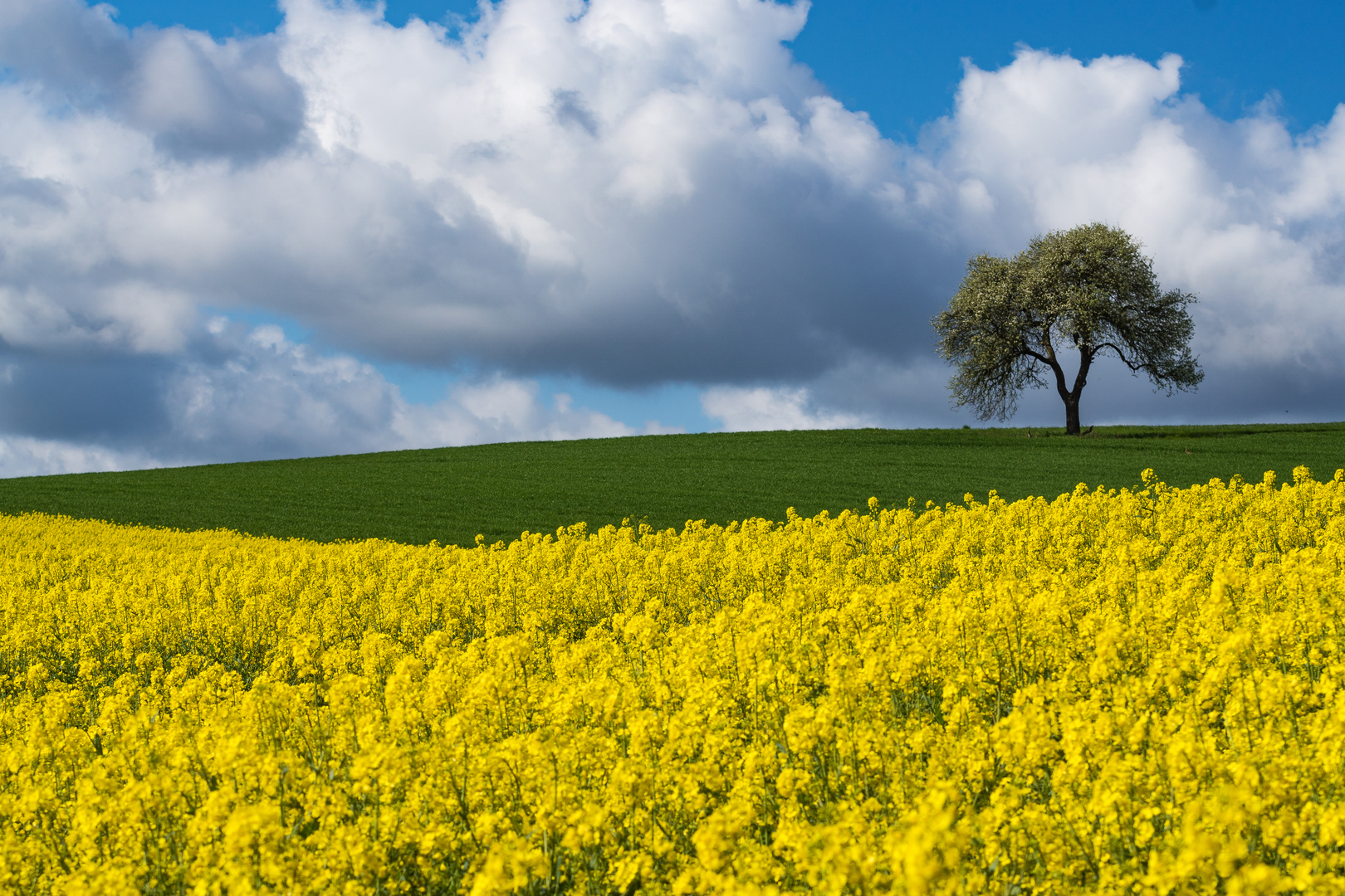 Rapsfeld im Ahrtal