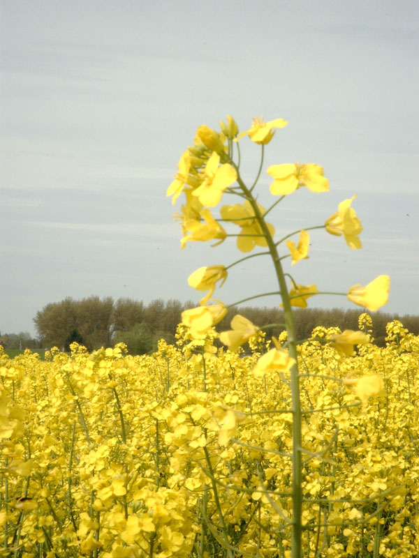 Rapsfeld im April 2005