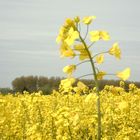 Rapsfeld im April 2005