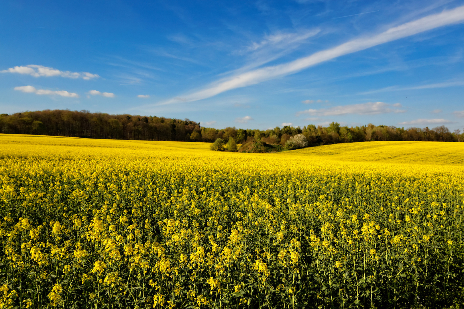 Rapsfeld im April 2014