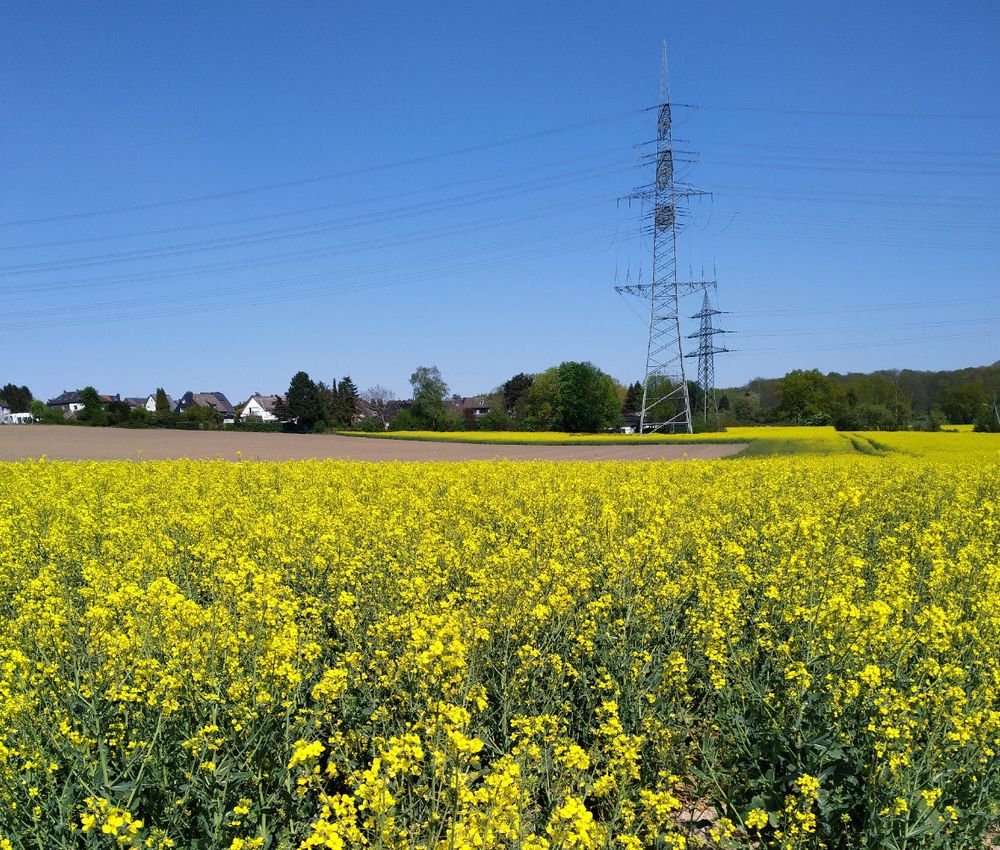 Rapsfeld im April