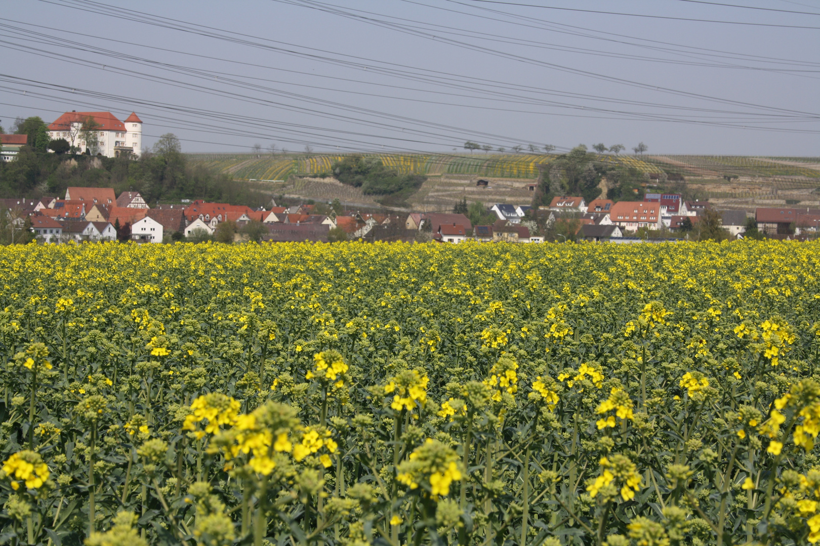 Rapsfeld im April