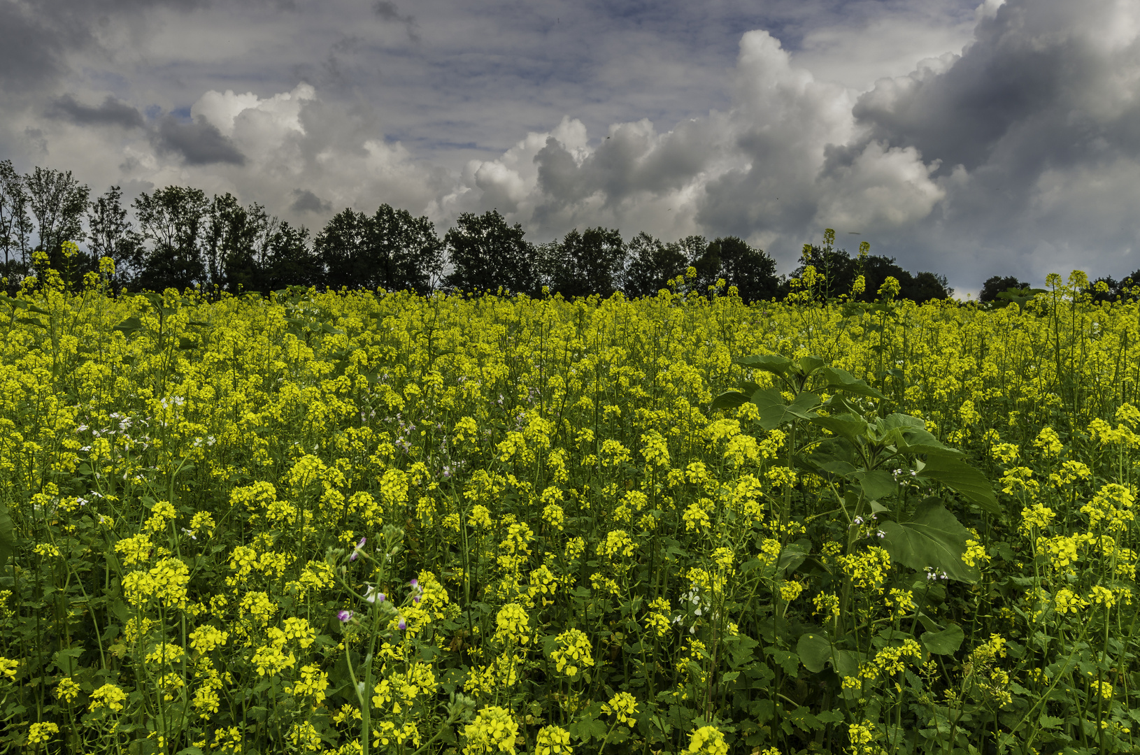 Rapsfeld im Frühherbst