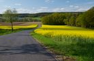 Rapsfeld im Frühling (1) von Frank911 