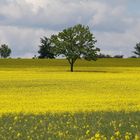 Rapsfeld im Frühling