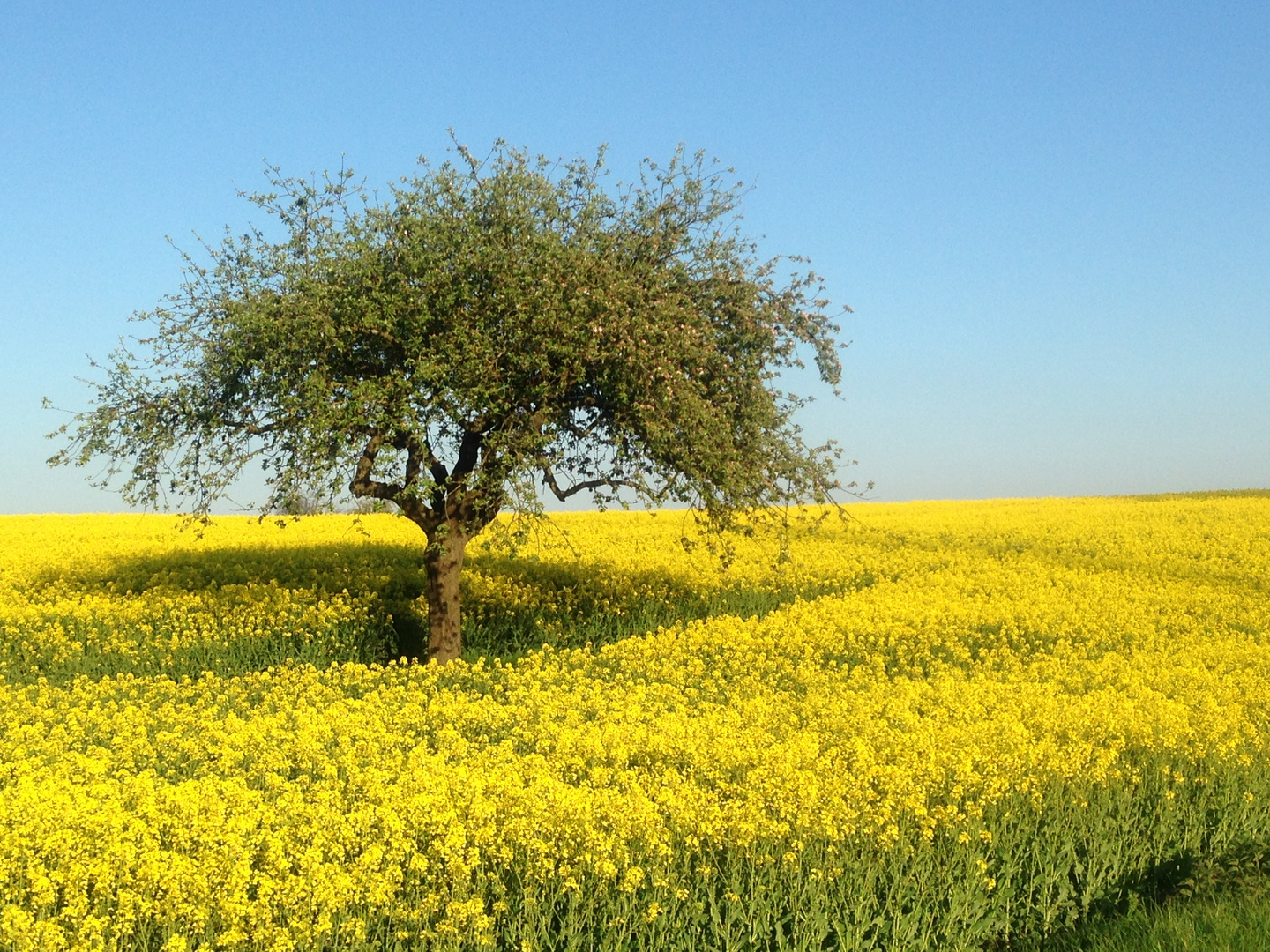 Rapsfeld im Frühling 