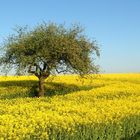 Rapsfeld im Frühling 